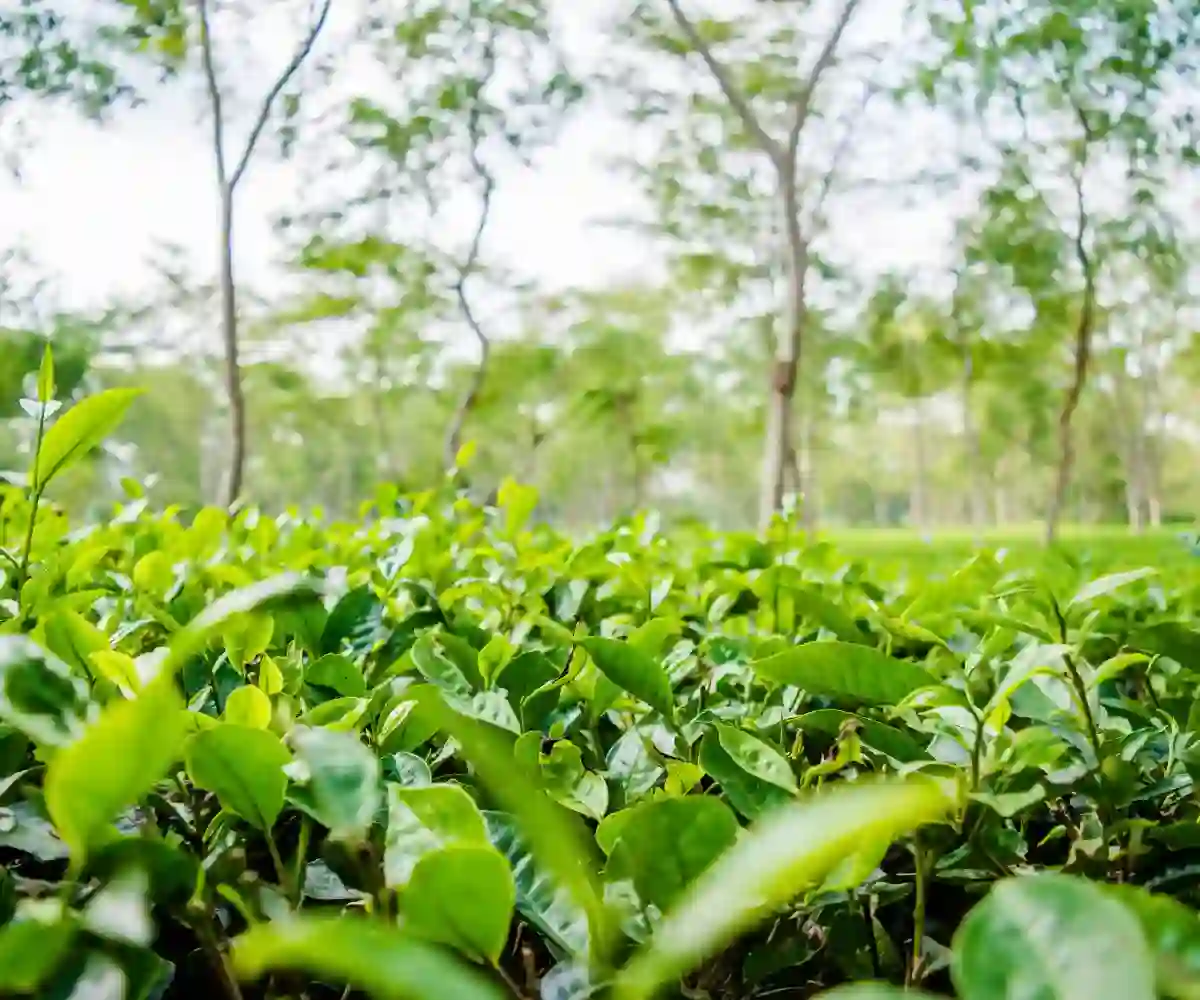 Abundant Natural Resources