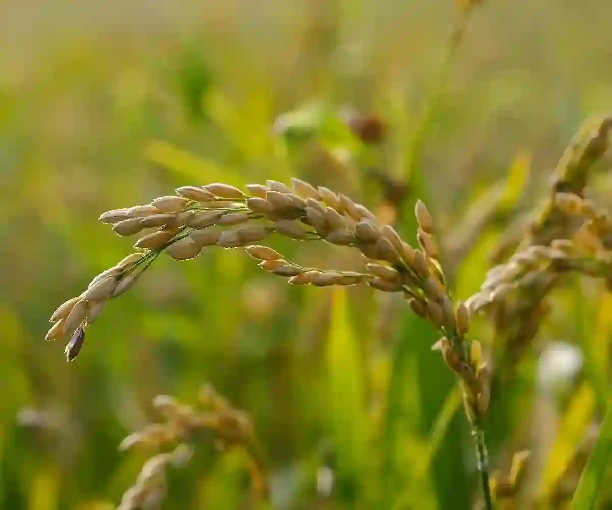 Agro-based Industries