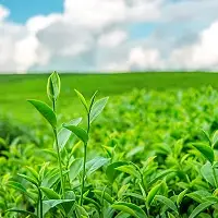 Tea Industries